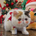 Exotic shorthair cat in the Christmas scarf